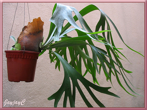 Platycerium Bifurcatum